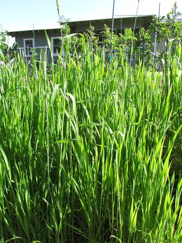 Upright grasses with spikes of grain.