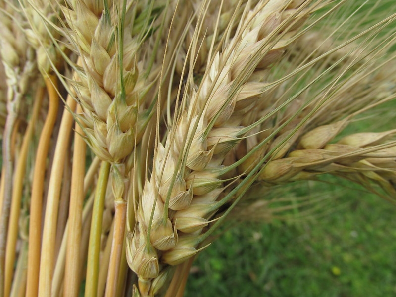 Dried, brown spike of grain.