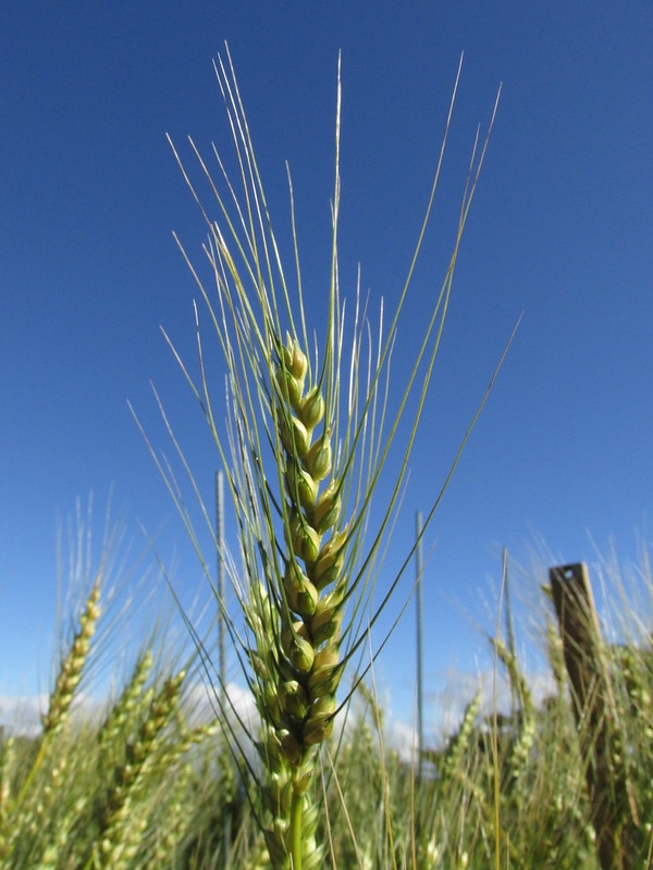 spike of grain.