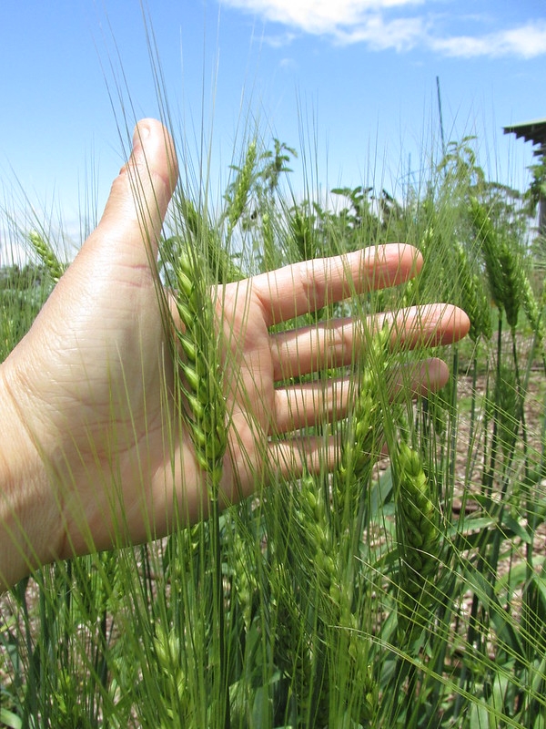 Hand cradling a spike of grain.