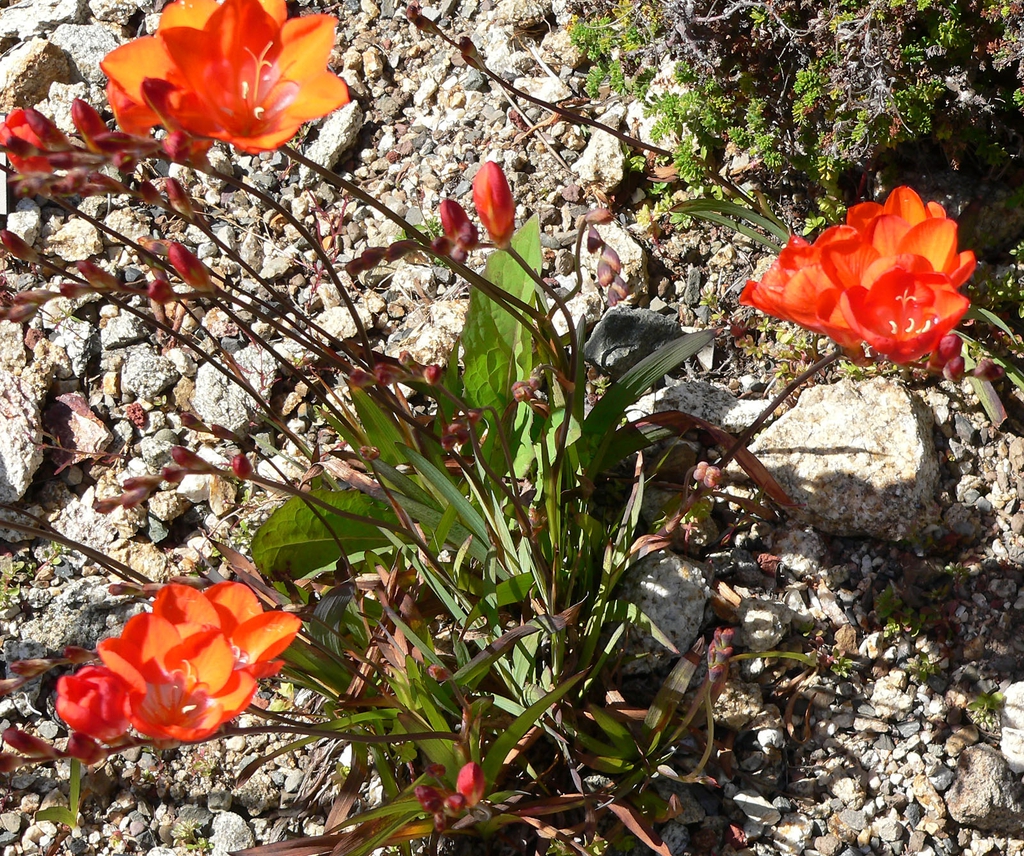 Tritonia crocata