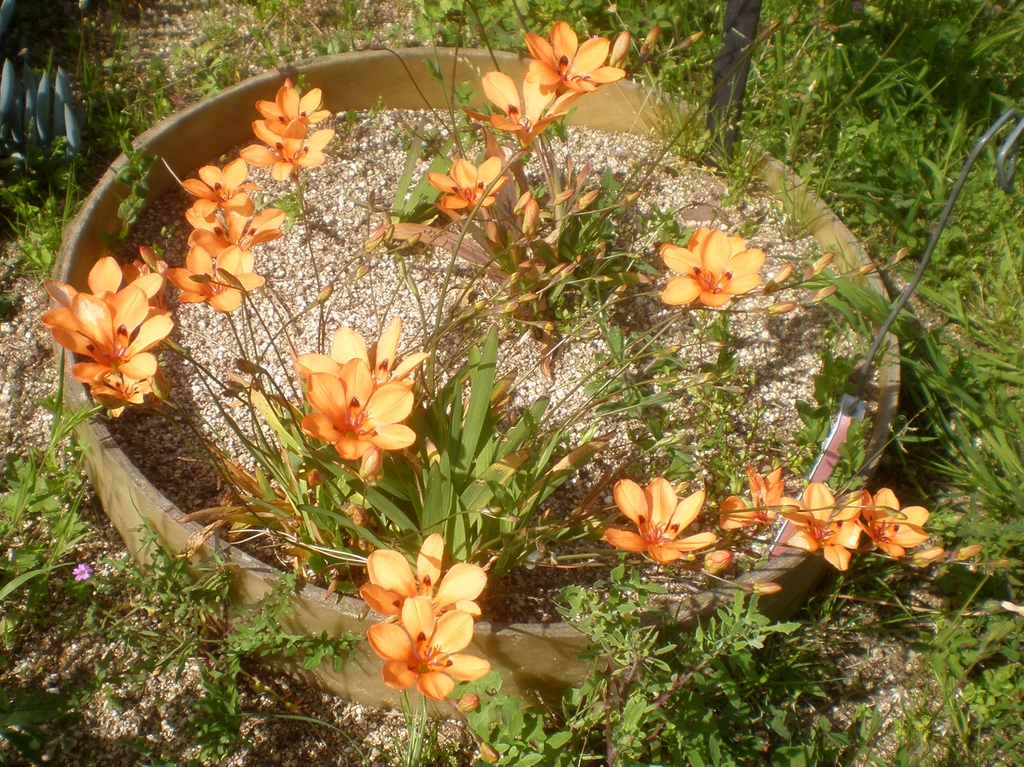 Tritonia crocata