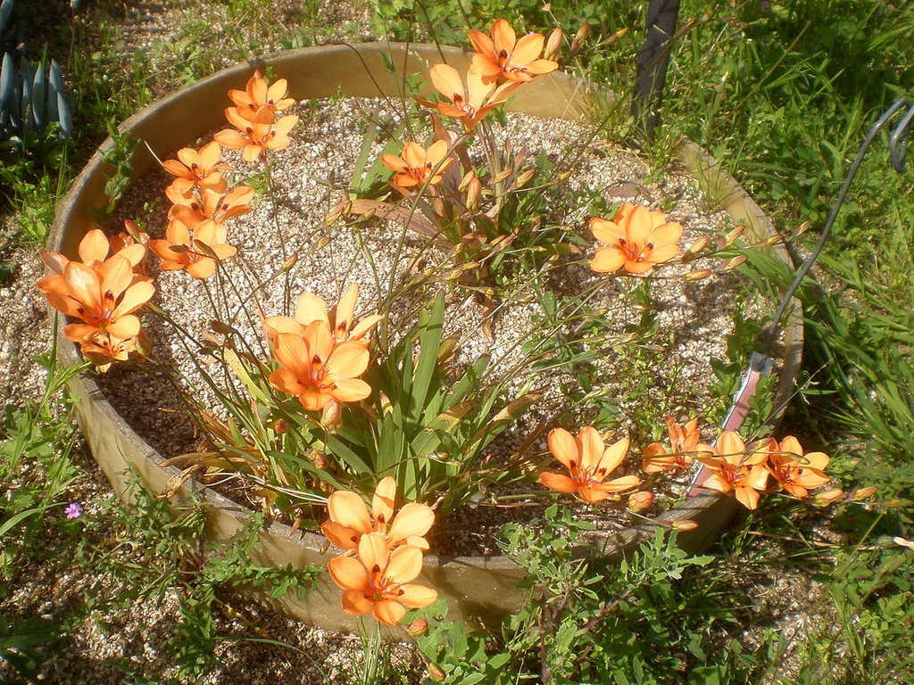 Grown in a pot