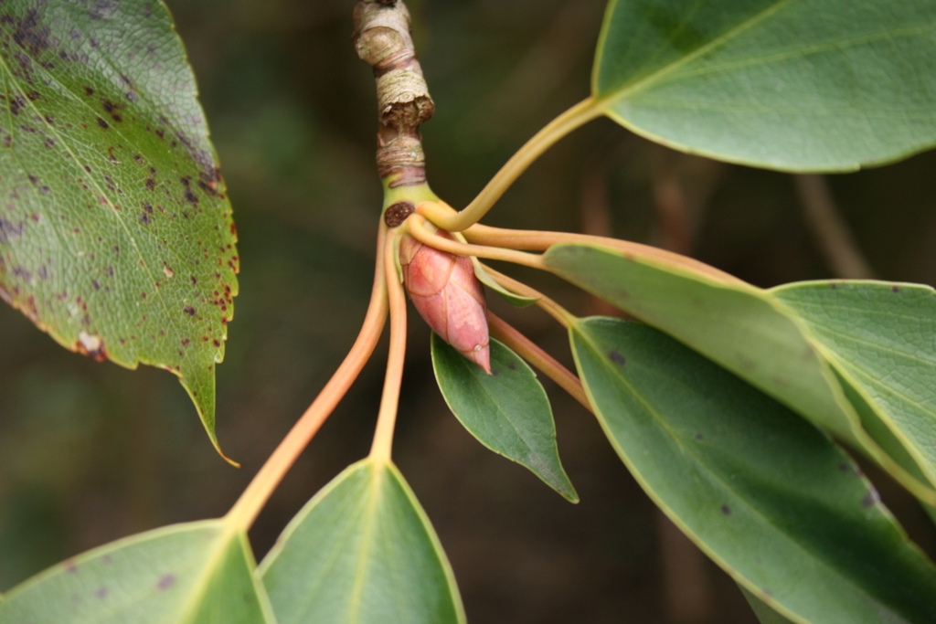 Stem and buds