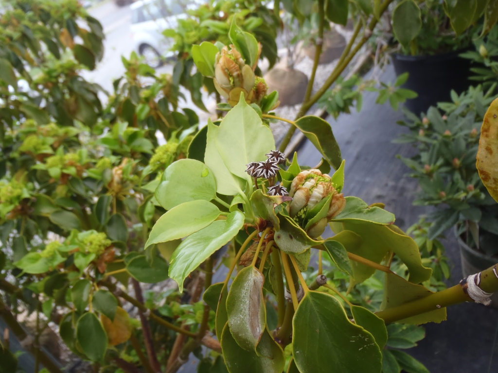 Trochodendron aralioides