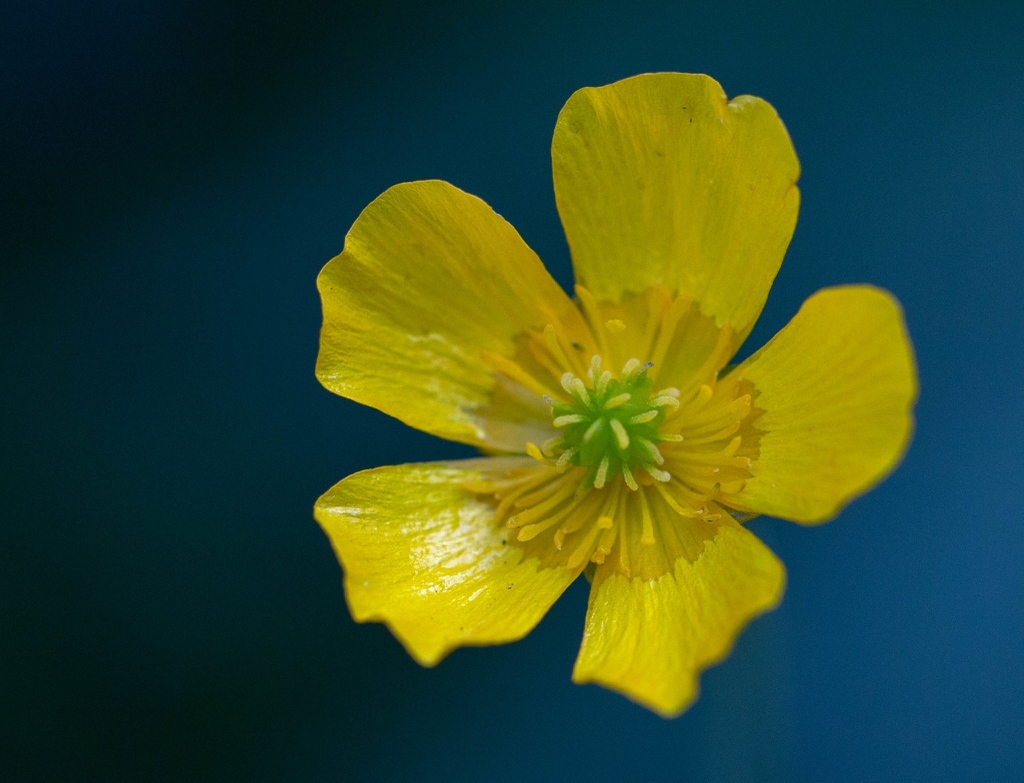 Trollius farreri