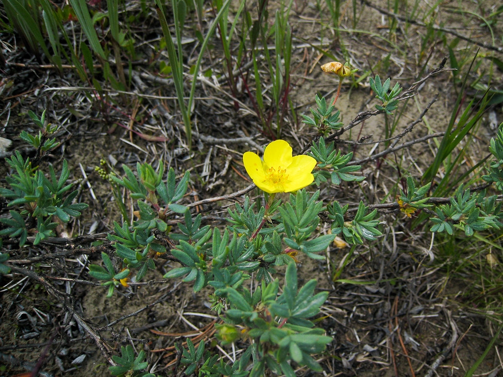 Trollius farreri