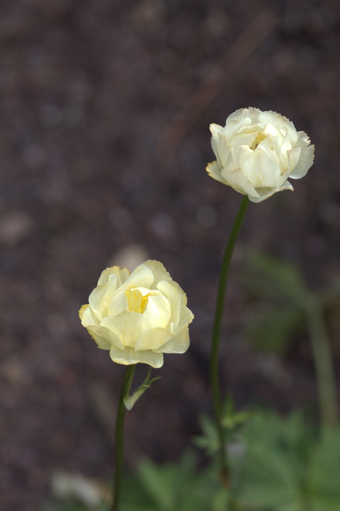 Trollius x cultorum