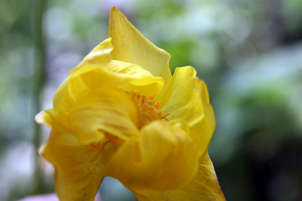 Trollius x cultorum