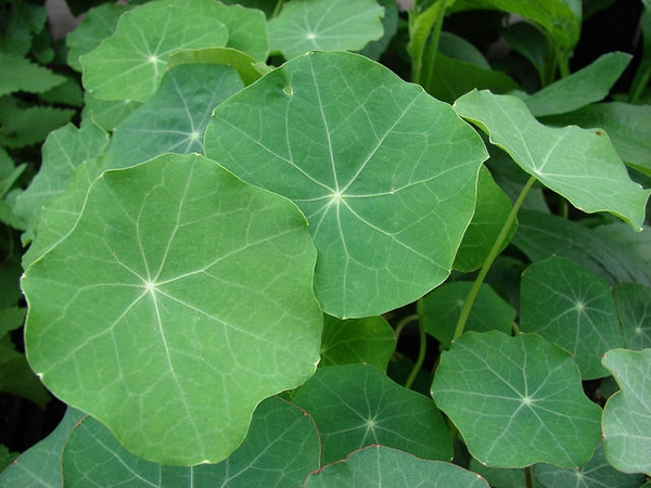 Tropaeolum majus