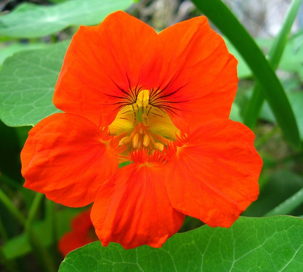 Tropaeolum majus