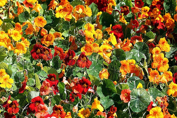 Tropaeolum majus  "o capuchina"