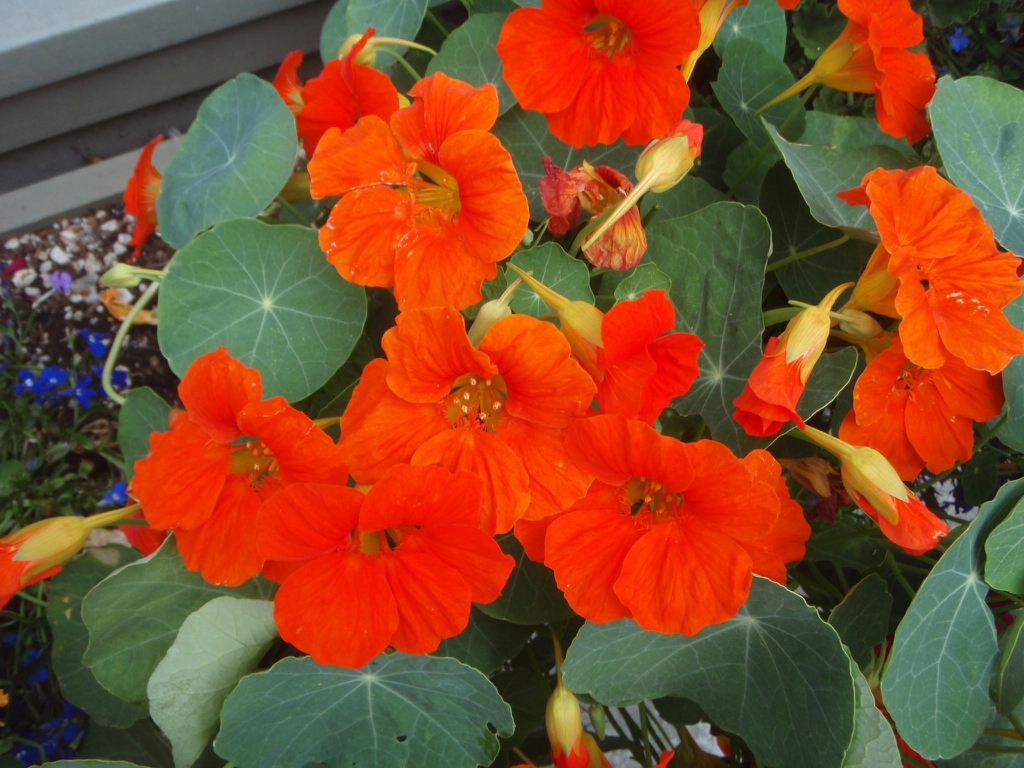 Tropaeolum majus