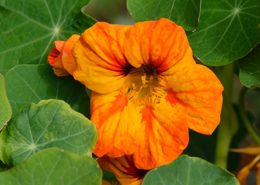 Tropaeolum