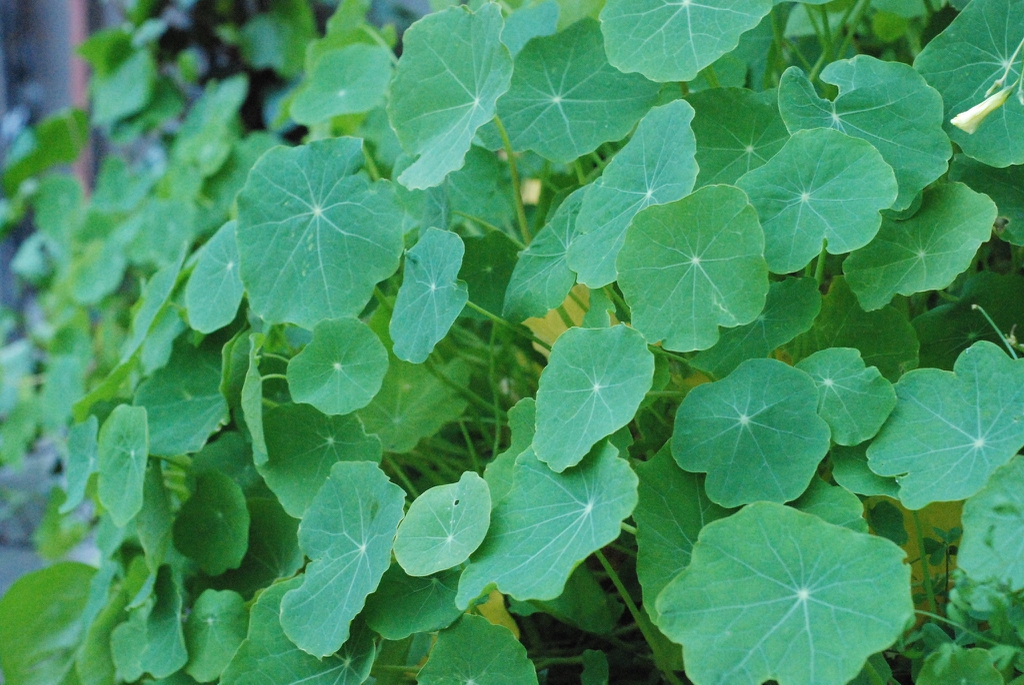 Tropaeolum