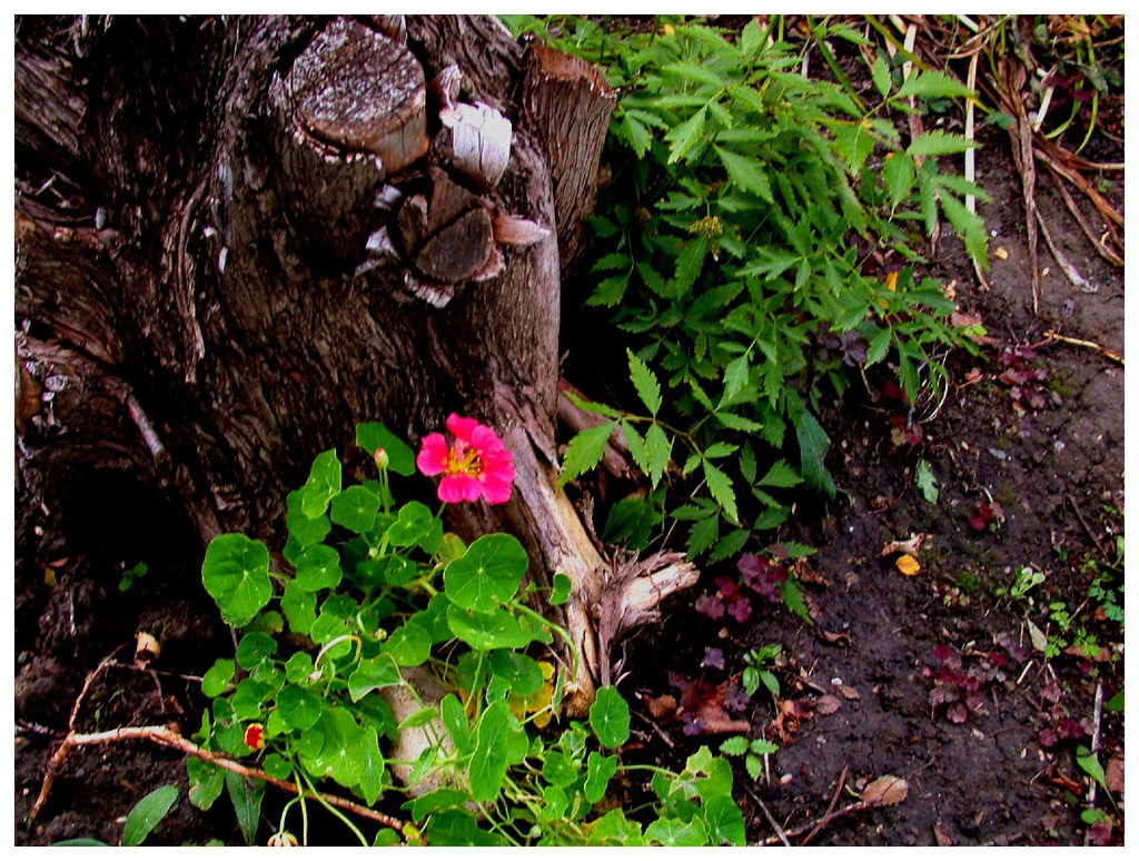 Tropaeolum