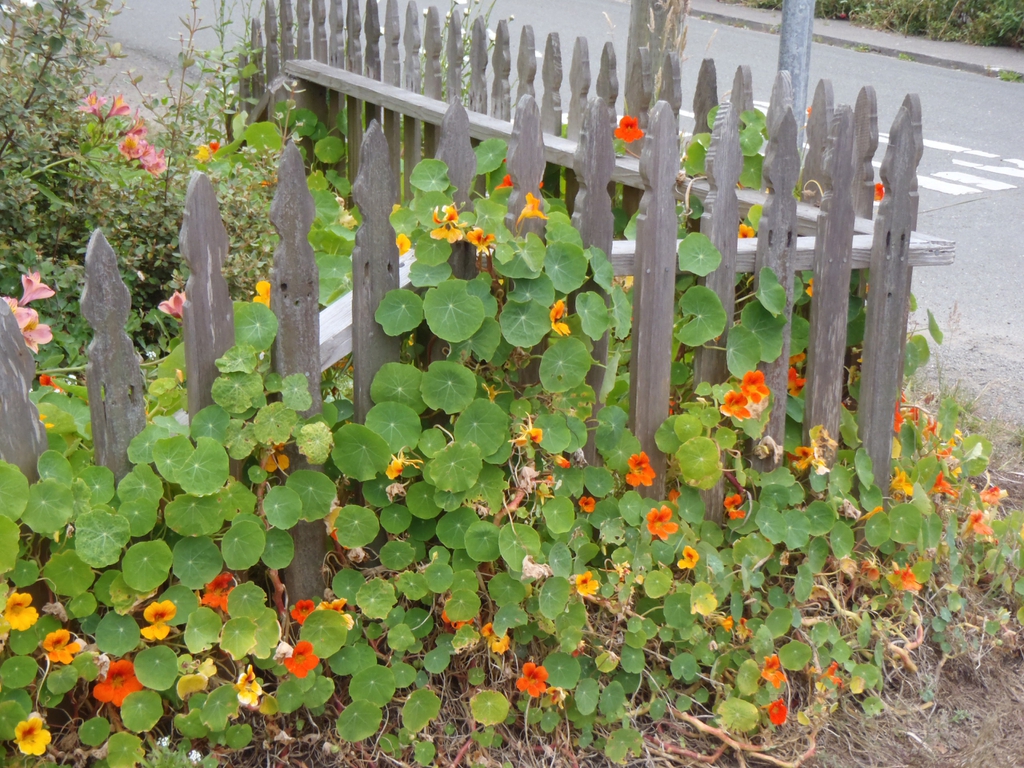 Tropaeolum majus