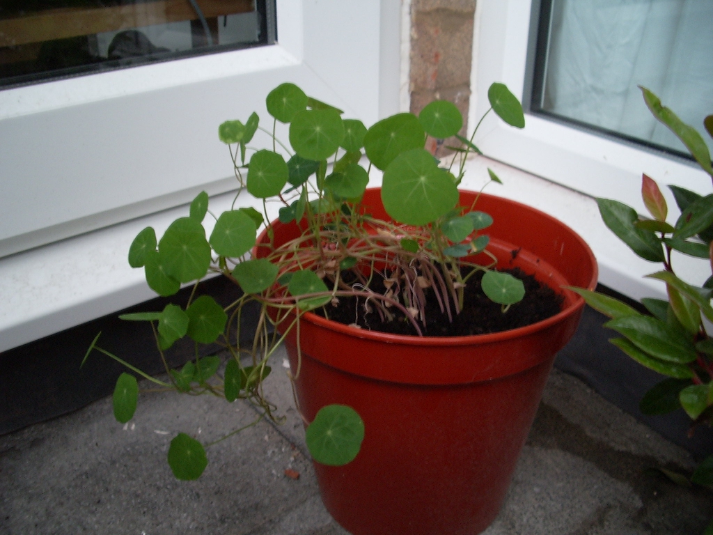 Tropaeolum