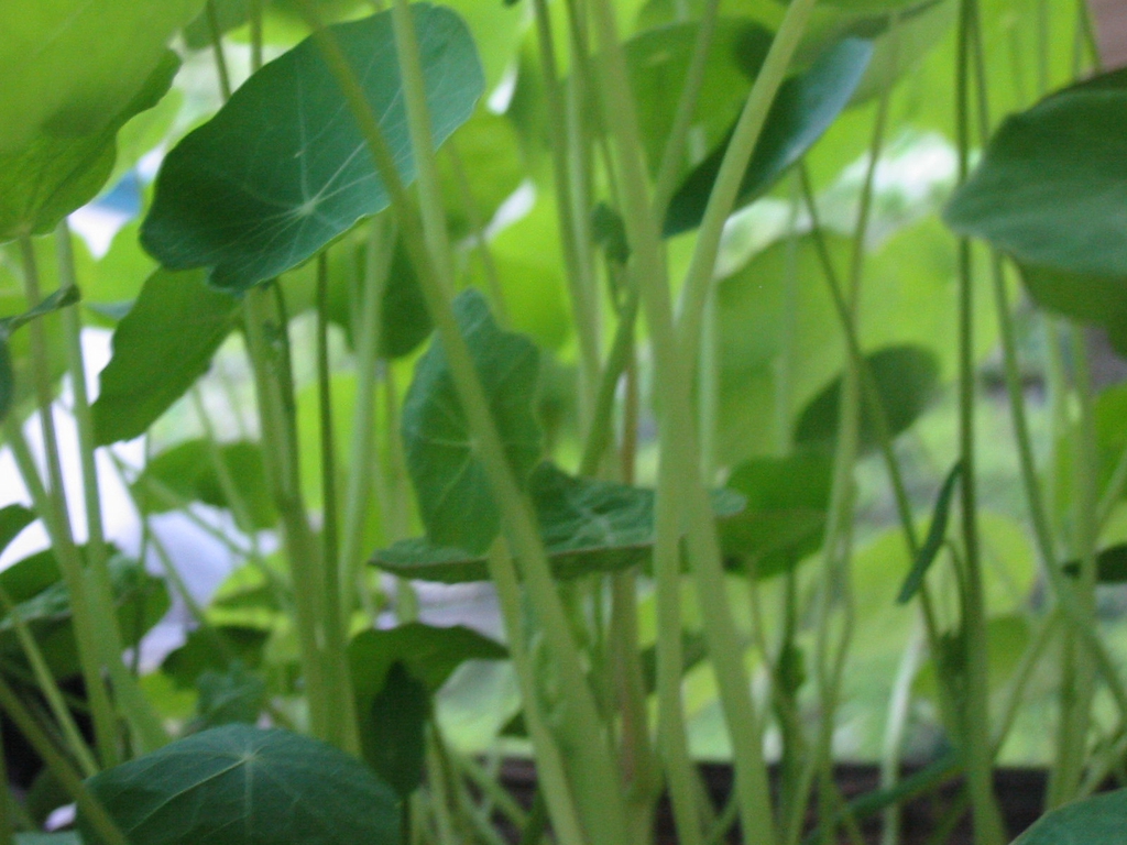 Tropaeolum