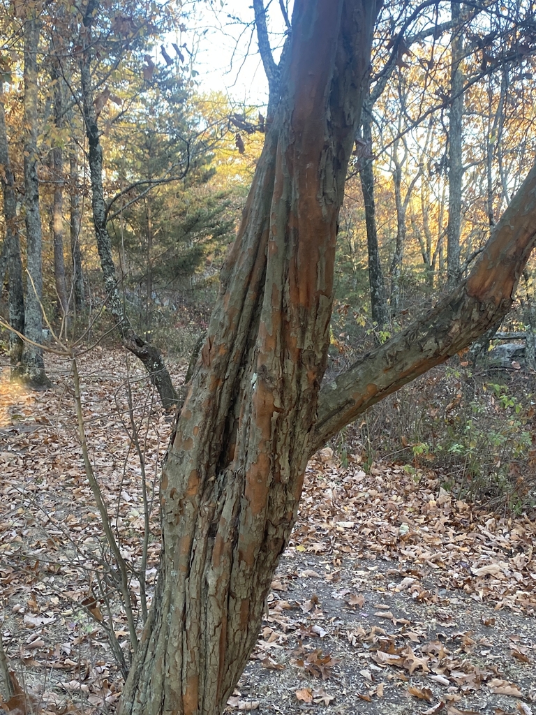 Trunk in November
