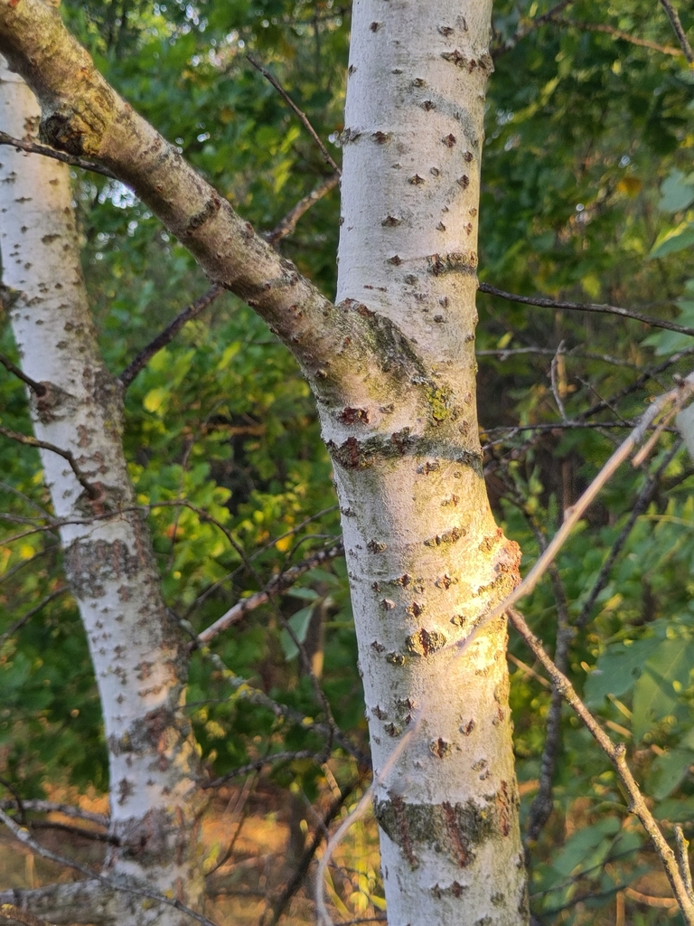Trunk and branch in November in Pest County, Hungary
