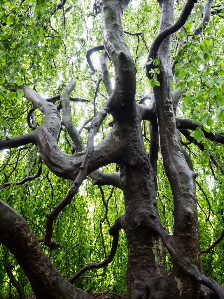 Sinewy dark grey trunk & branches with shiny bark in August.