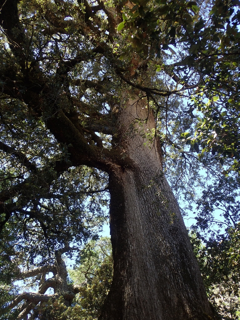 Trunk in August in Marin County, California