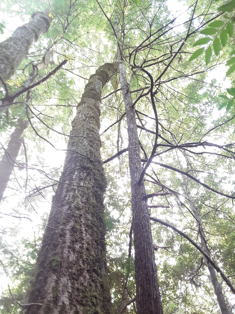 Trunk in October in Coos County, Oregon