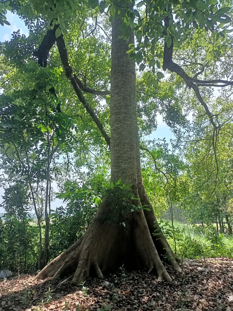 Trunk in October in Jawa Tenga, Indonesia