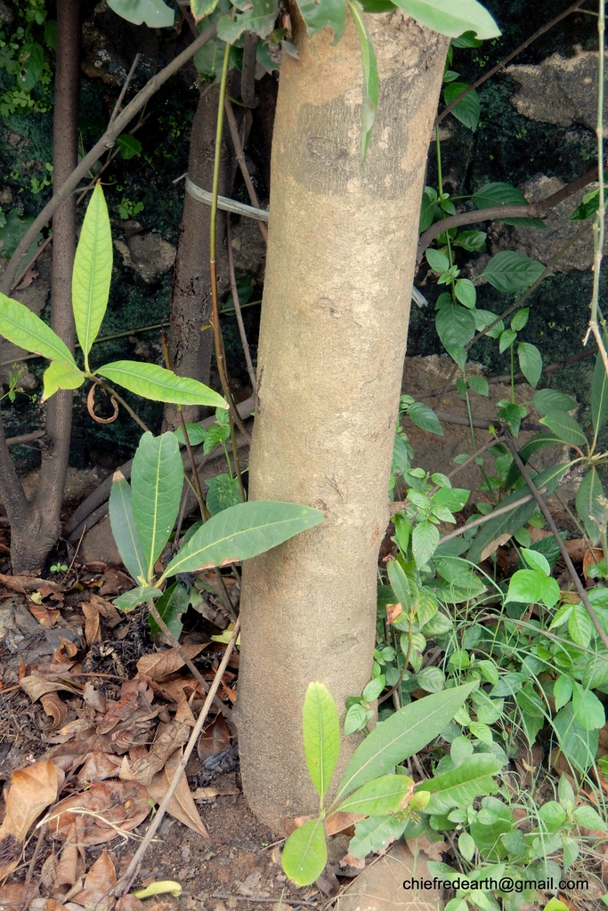 Trunk in October in Kerala, India