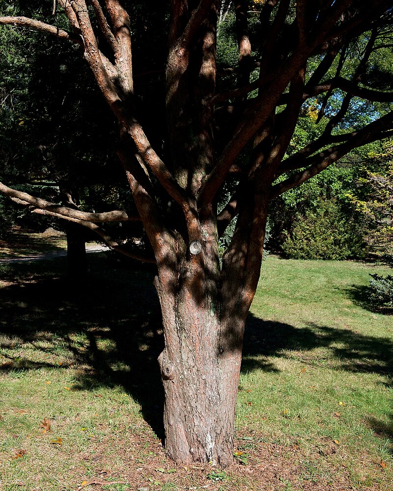 Short brown trunk with multiple curved branches