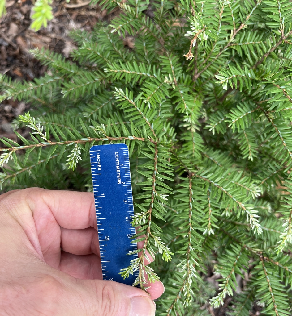 Hand holding ruler next to needle foliage.