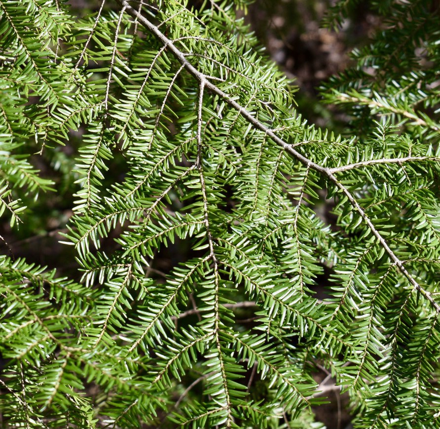 Leaves - March - Wake Co., NC