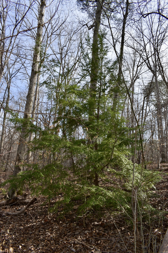 Form - March - Wake Co., NC