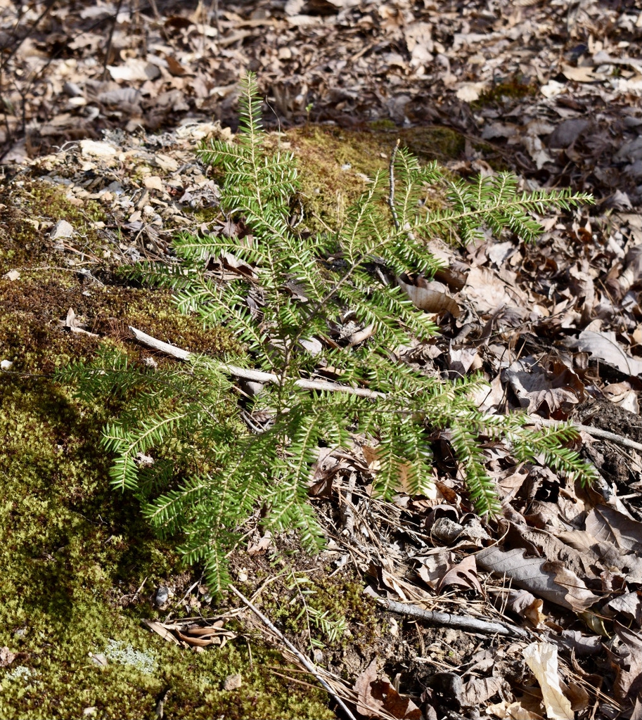 Seedling - Form - March - Wake Co., NC