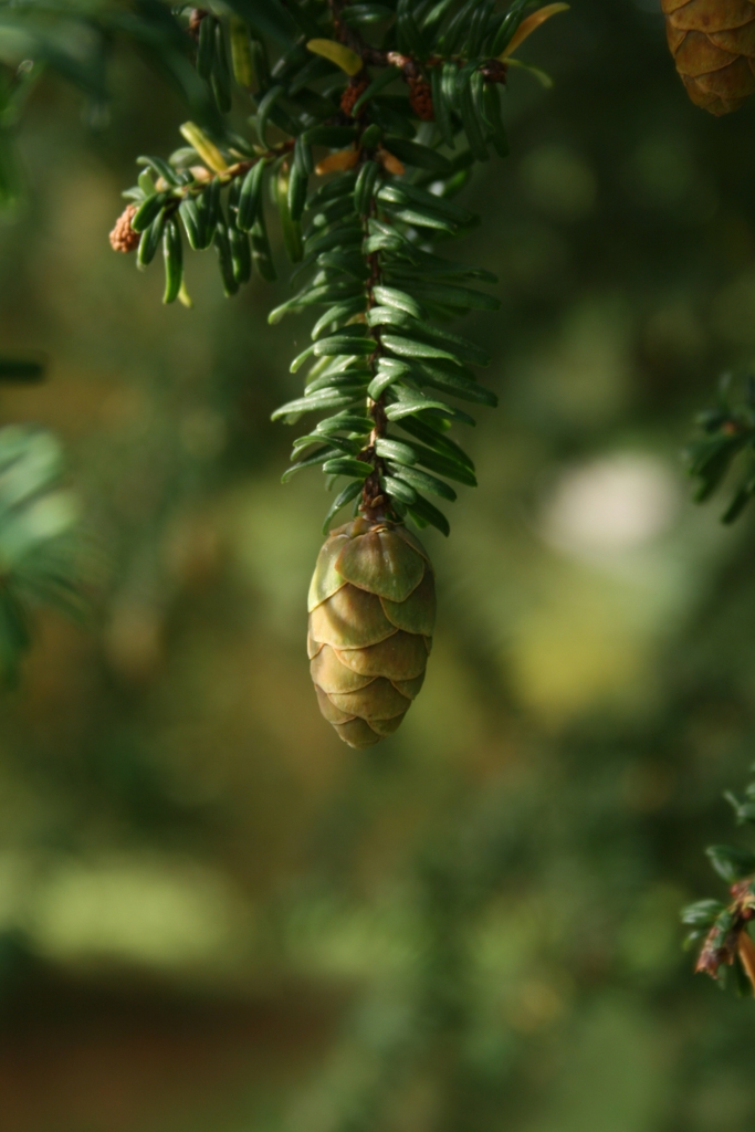 Seed Cone