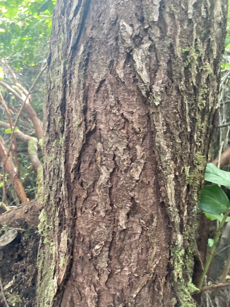 Bark