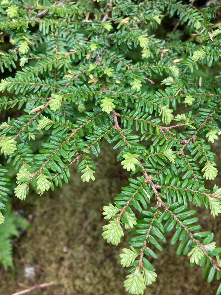 Leaf close-up