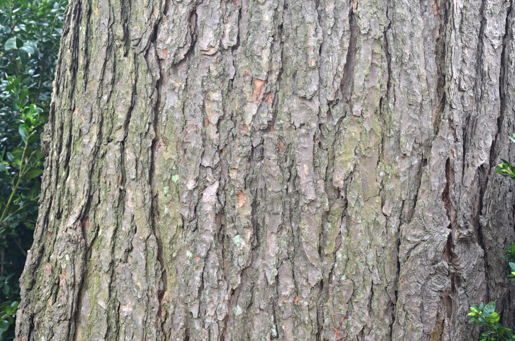 Bark