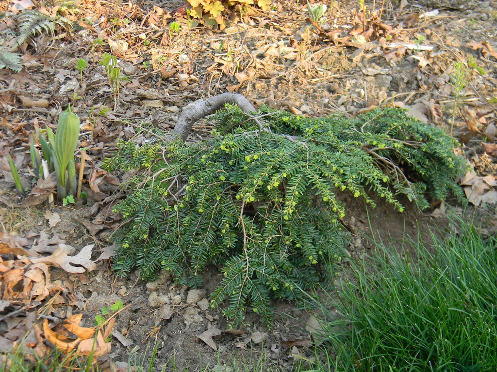 Tsuga canadensis