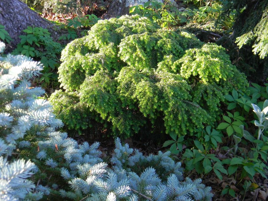 Tsuga canadensis 'Jeddeloh'