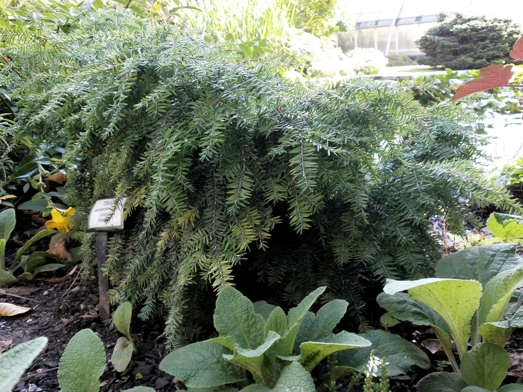 Tsuga canadensis 'Jeddeloh'