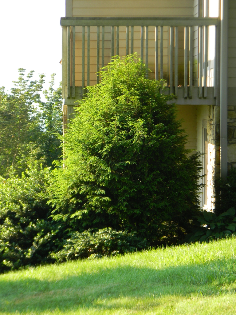 Tsuga canadensis