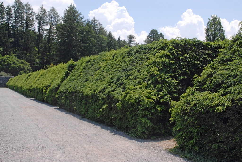 Tsuga canadensis