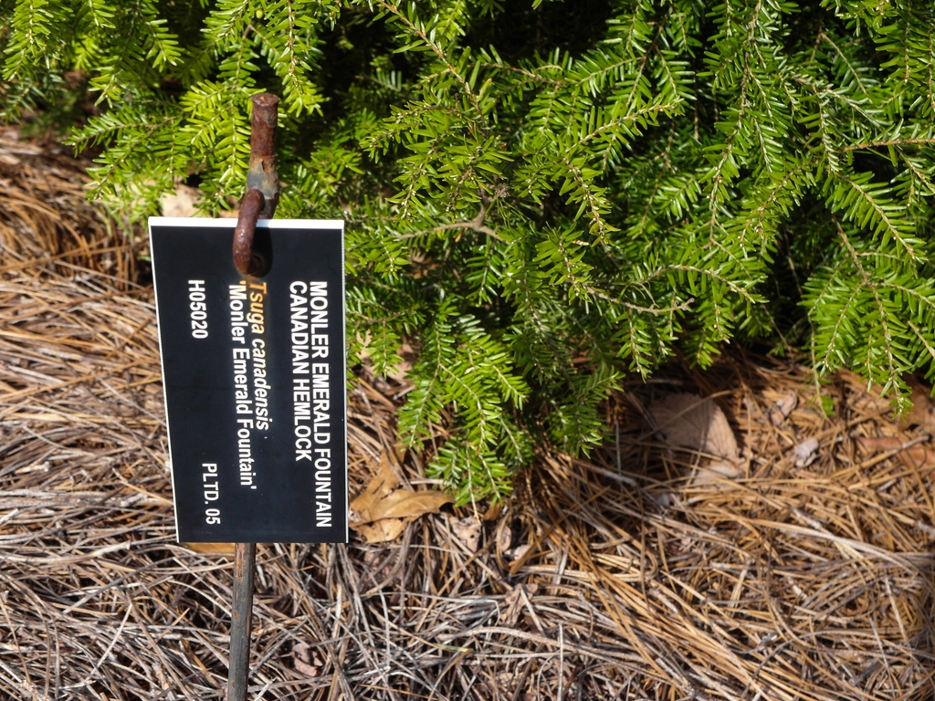 Tsuga canadensis 'Monler'