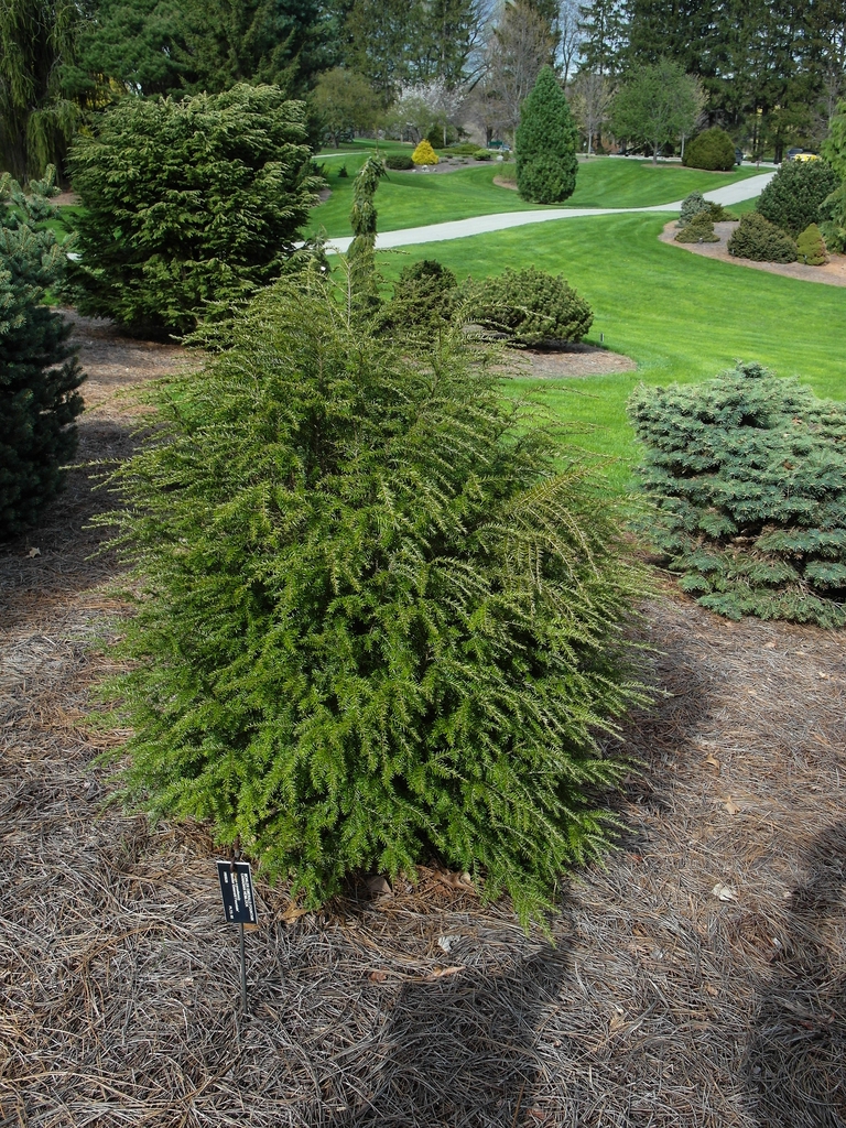 Tsuga canadensis 'Monler'