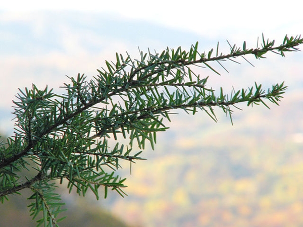 Tsuga caroliniana