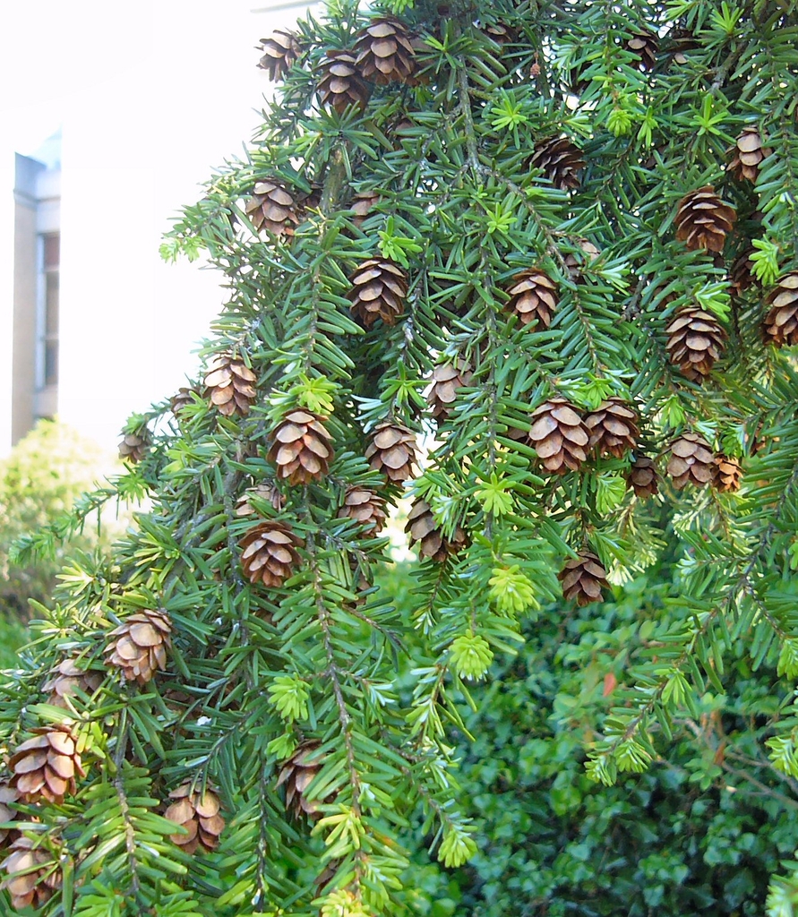 Cones on branches