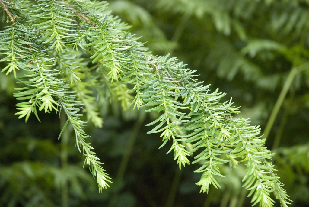 Branch and leaves