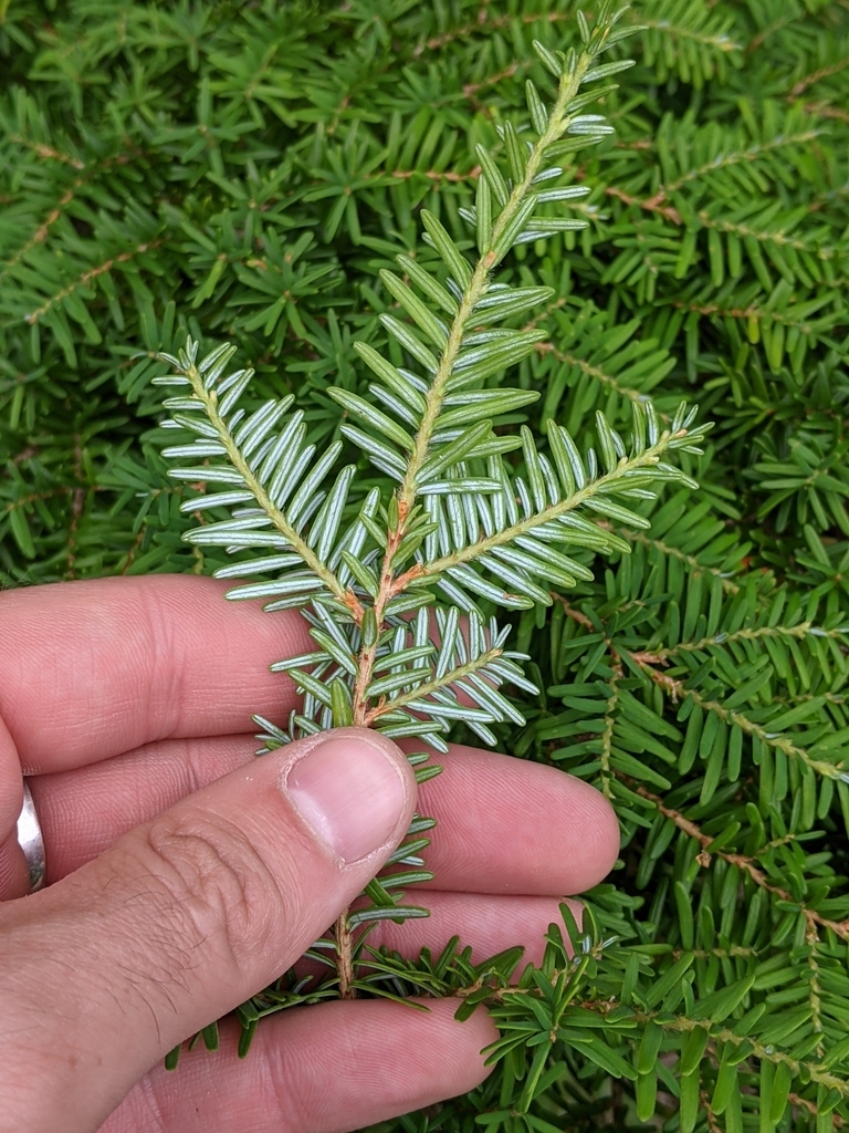 Underside of leaf